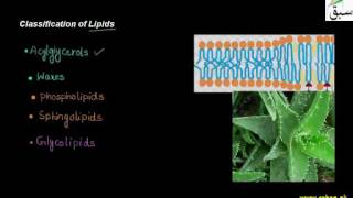 Classification of Lipids Biology Lecture  Sabaqpk [upl. by Nylicaj]