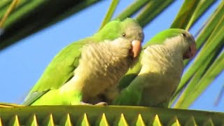 QUAKER Parrot Spectacular Singing  Sounds  Call Bird Sound [upl. by Oinotnanauj327]