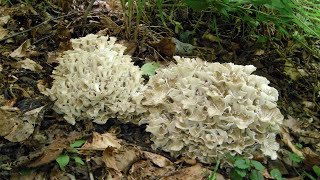 Гриб баранячки Polyporus umbellatus [upl. by Sukul]