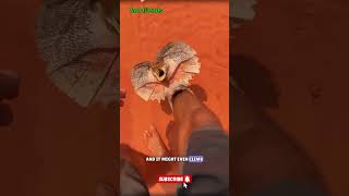 Desert Lizard factfriends shortsfeed shorts viralshorts alone [upl. by Adok623]