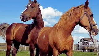 Stallion cares for gypsy mare । Видео о лошадях [upl. by Anovahs]