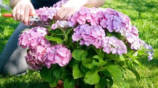 La poda de las hortensias paso a paso  Bricomanía  Jardinatis [upl. by Amyaj]