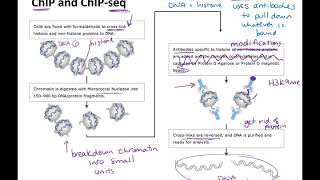 bisulfite sequencing and chromatin immunoprecipitation techniques [upl. by Ydarg]