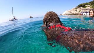 Lagotto Romagnolo Swimming in the Sea [upl. by Adyl157]