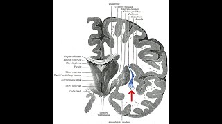 Why is the Claustrum So Spiritual Bruno Chikly MD DO [upl. by Cattima190]