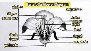 How to draw parts of a flower  Flower diagram step by step  10th science diagram science [upl. by Cirde650]