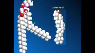 Membrane phase transitions and cholesterol [upl. by Llerad273]