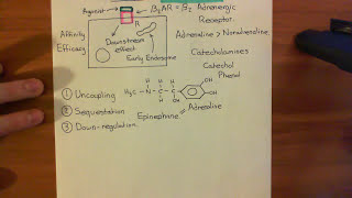 Receptor Desensitization Part 2 [upl. by Lunneta]