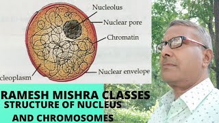 Structure of Nucleus and Functions of Nucleus [upl. by Wordoow530]