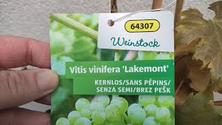 Vitis vinifera Wein Rebe selber im Topf anbauen Spalier Erziehung Weinrebe Weinstock Sorten [upl. by Giarg]