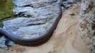 Tropicarium  Black mamba Snake [upl. by Eednim916]