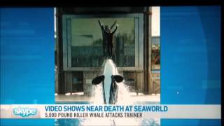 Analysis of Captive Orca Kasatka attacking Trainer Ken Peters [upl. by Dave]