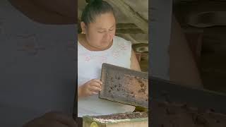 Harvesting Melipona honey 2024 [upl. by Cassandre566]