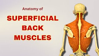 Superficial Back Muscles Anatomy  Extrinsic Back Muscles  Anatomy Tutorial  Doctor Speaks [upl. by Olcott266]