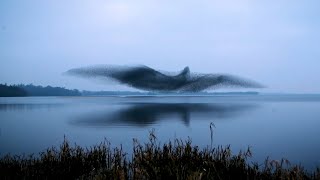 Natures Mystery Watch the Hypnotic Dance of a Starling Murmuration [upl. by Julis]