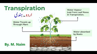 Transpiration  Opening amp closing of stomata  Biology 9th  Chapter 9 Transport [upl. by Aimee]