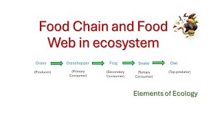 Food Chain  Food Web  Ecosystem  Ecology  Transfer of food or chemical energy in ecosystem [upl. by Nesahc]