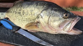 How To Fillet a Bass Like a Pro  Boneless Bass No Gutting  Step by Step [upl. by Joacima396]