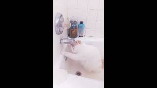 Cat Showering By Himself [upl. by Nerw]