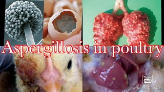 Aspergillosis in poultry brooder pneumonia [upl. by Boleslaw]