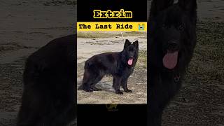 Extrim Goes to Heaven Before he got 24 months Official Young Black Gsd Stud Miss you Always my boy [upl. by Atiek]