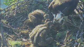 Hog Island Maine Osprey Cam  Steve Delivers Live Fish 62516 [upl. by Proudfoot]