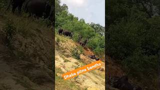 Elephant new video like share comment subscribe kejia please [upl. by Artemis]