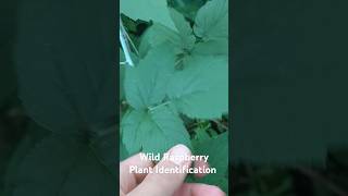 Wild Raspberry Plant Identification  Medicinal Plants 🕊 herbalism foraging [upl. by Anais688]