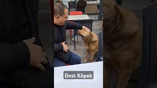 Dost Köpek  Maltepe Sahili [upl. by Crin]