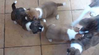 chiots basenjis 4 semaines [upl. by Mcculloch428]