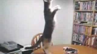 gato bailando elrellanocom [upl. by Naman]