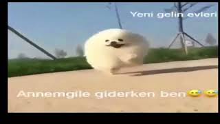 ANNEM GİLE GİDERKEN BEN KAYNANAM GİLE GİDERKEN BEN D [upl. by Assili]