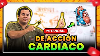 POTENCIAL DE ACCIÓN CARDICA  EXPLICACIÓN PASO A PASO [upl. by Ayin126]