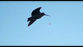 Woodcock Hunt in the Lebanese Mountains 2019 part 1 Chasse de la Beccase au Liban GoproShotkam [upl. by Nnaynaffit540]