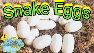 We have More Snake Eggs Snake Egg Care 101 [upl. by Locke928]