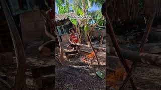 Lechon Taklubo shortvideo forentertainmentporpusesonly nocopyrightinfringementintended [upl. by Randy]