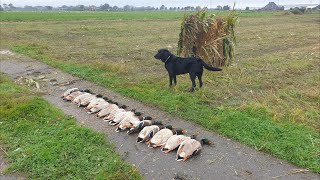 Woerden leggen geen eieren [upl. by Ahseer]