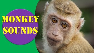 Monkey Sounds  Monkey Sound Effect  Animal Sounds [upl. by Ayenat940]