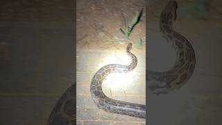 RAAT K 230 KO RESCUE KIYA AJGAR SAANP shorts snake python snakerescue [upl. by Enidanreb]