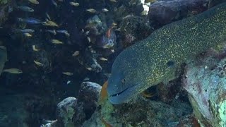 Eilatgolden Moray [upl. by Aek]