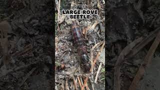 Large Rove Beetle shorts [upl. by Revlys628]