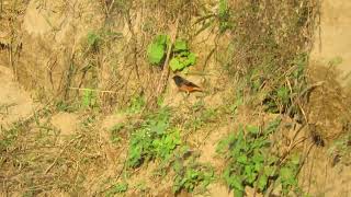 MVI 0091 Yellowbreasted Greenfinches foraging Dehradun Rajaji Chilla range 171124 eve [upl. by Biagi714]