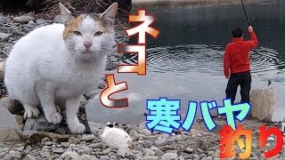 ネコと一緒に寒バヤ釣り Riverfishing Catch amp Eat amp Cat [upl. by Judye511]