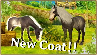 │Alicia Online │  Breeding Commentary with voice  New Black Rabicano coat [upl. by Eltotsira180]