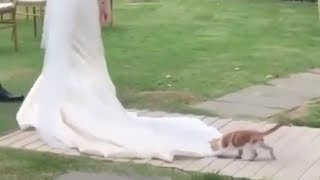 Cat plays with wedding dress as she walks down the aisle [upl. by Ecreip]