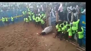 கொம்பன் காளை மரணம்  komban died jallikattu [upl. by Hairem]