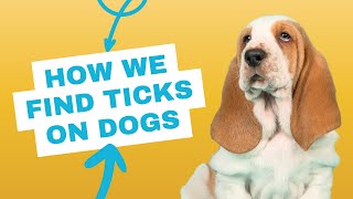 How Do Veterinarians Find Ticks on Dogs  Vet FAQs [upl. by Narih160]