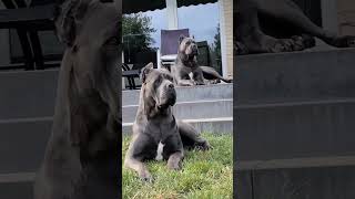 Cane corso dog 😱🥵 Large size dog pets shorts explore dog [upl. by Locin245]