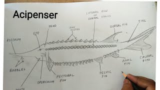 how to draw acipenser sturio fish [upl. by Irbua]