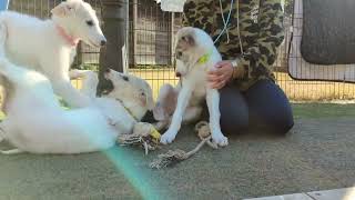 Borzoi Puppies leave for a new family [upl. by Nodyarb956]